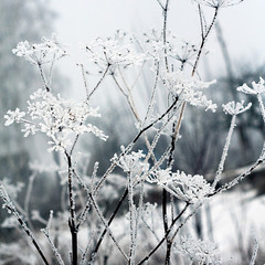 snow flower ver.2