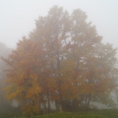 Foggy Trees..