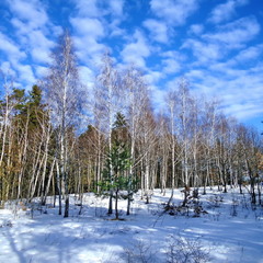 Зима в лесу.