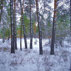 Снег в сосновом лесу.
