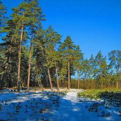 Зима на краю леса.