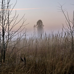 Ёжик в тумане.