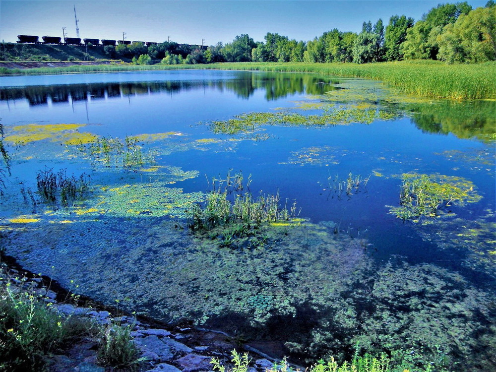 Заросли пруда. Заросший Воткинский пруд. Заросший водоем. Заросший пруд. Заросшие места водоемы.