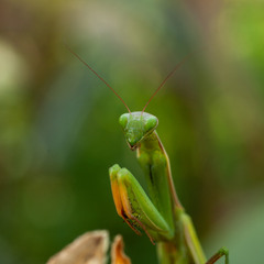 Mantis religiosa