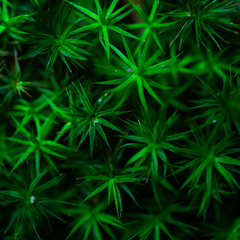 Роман Брилинський