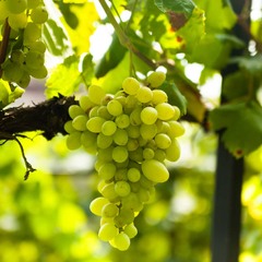 Дари природи