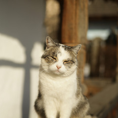 Кіт на сторожі