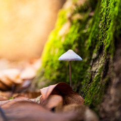 Mycena galopus