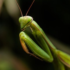 Mantis religiosa