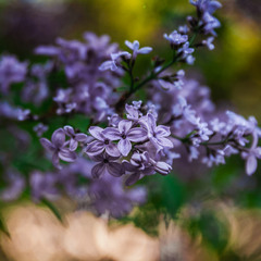 Syringa vulgaris