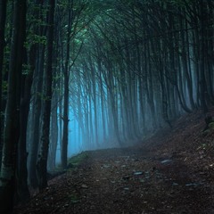 Путь в сказочный лес...