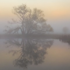 Дерево в тумані