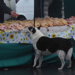 Продавец дает собаке кусок мяса