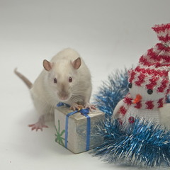 Новогодние игрушки и крыса