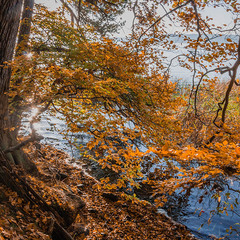 Tollense Lake In Autumn