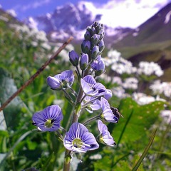 Flowers of Svaneti