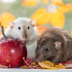 Осень для крыс