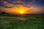 Ковыльный закат