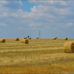 Август