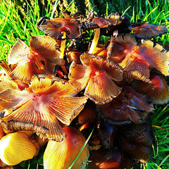 Грибочки в парке ...