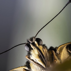 Papilio podalirius (Iphiclides podalirius)