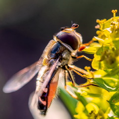 цветочная муха