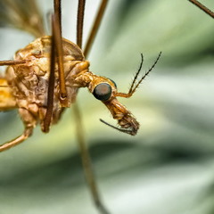 Комаровка (Bittacidae sp.)