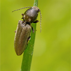 Ковалик (Agriotes sp.)