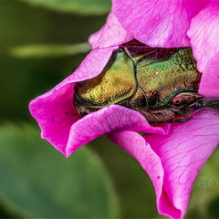 В розовой постели (Cetonia aurata)