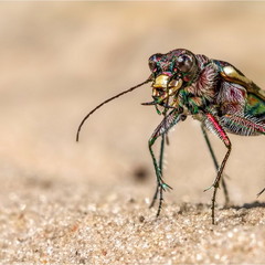 Cicindela nordmanni