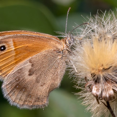 Бабочки. Coenonympha pamphilus