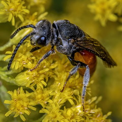 Одиночная пчела Sphecodes albilabris