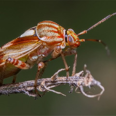 Apolygus rhamnicola