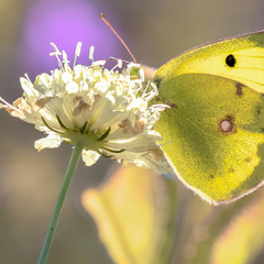 Бабочки. Colias hyale.