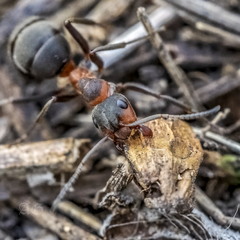Рабочие будни одного муравейника