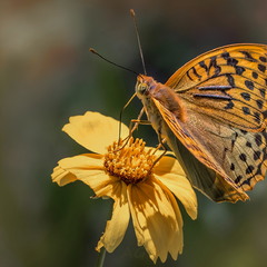 Бабочки. Argunnis paphia_2
