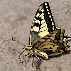 Бабочки. Papilio machaon