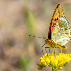 Бабочки. Argunnis paphia