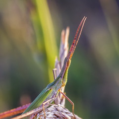 Акрида 2 (Acrida bicolor)