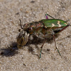 Cicindela campestris