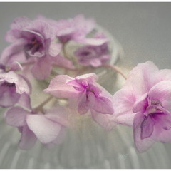 Зимові квітки