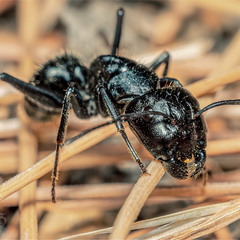 Чёрный муравей-древоточец (Camponotus vagus)