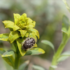 Бронзовка мохнатая (Tropinota hirta)