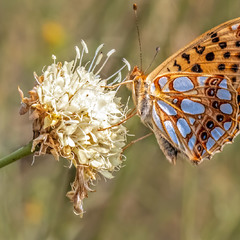 Бабочки. Issoria lathonia