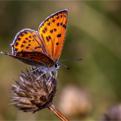 Бабочки. Lycaena thersamon