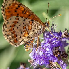 Бабочки: Melitaea-didyma
