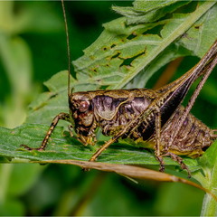 Pholidoptera sp.