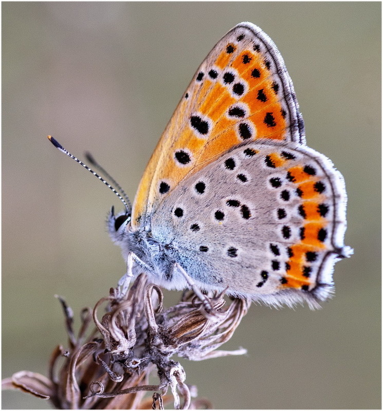 Червонец Пламенный Lycaena phlaeas