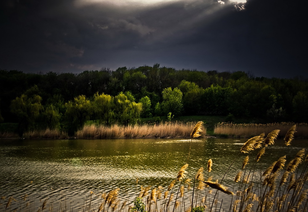 Ветерок пенза пруд. Пенза озера ветерок. Плакучая ива у реки. Пруд гроза. Тверь камыш озеро.