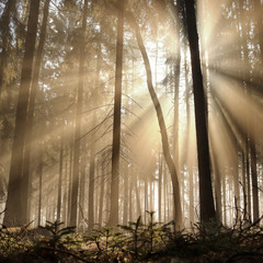 солнечные лучи в лесу